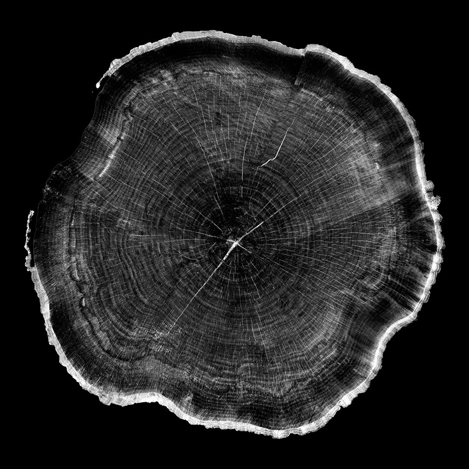 High contract black and white photo of a cross section of a large tree trunk with many rings